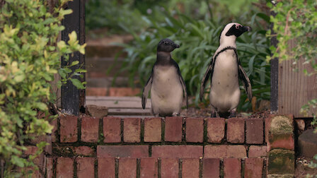Watch Penguin Town | Netflix Official Site