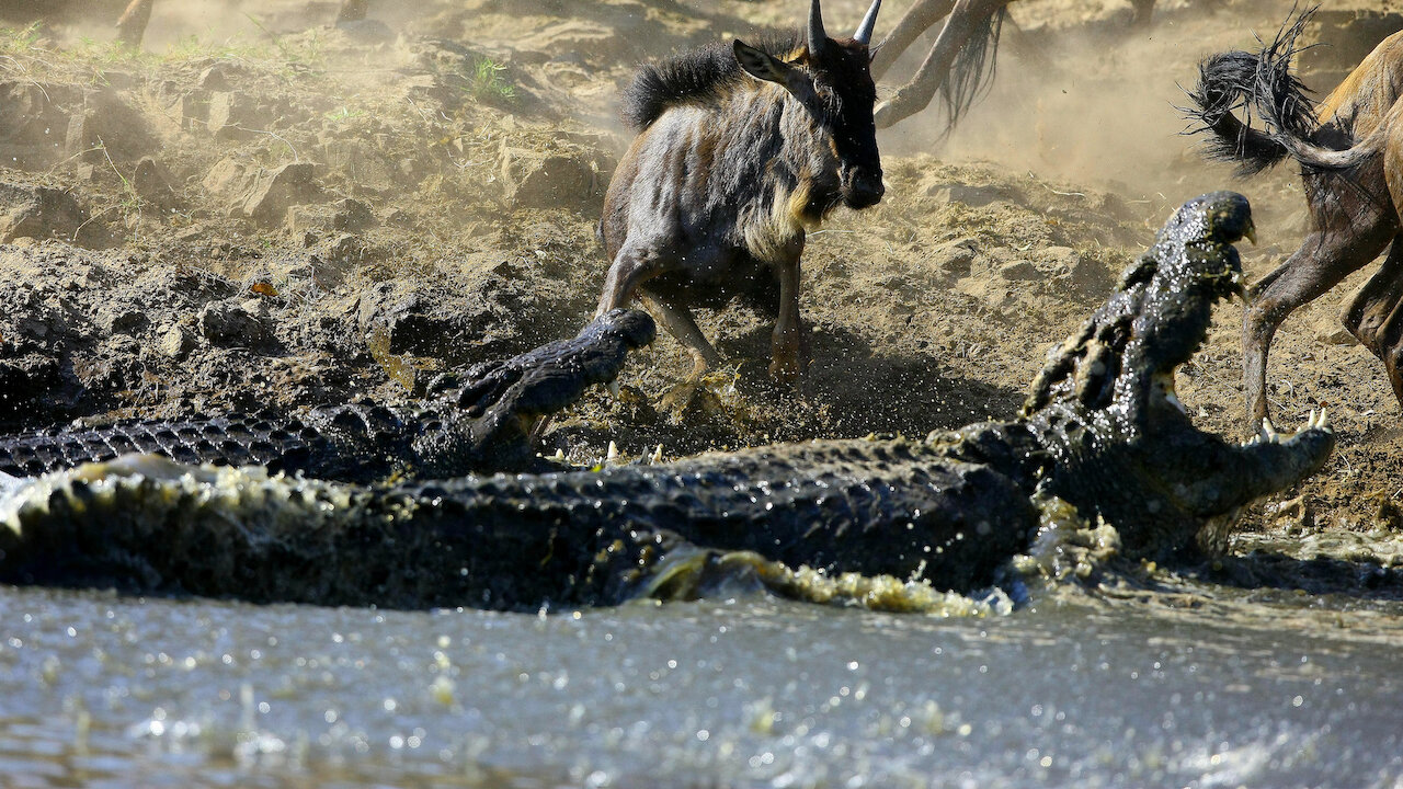 Watch Crocodiles – The Private Life of Primeaval Reptiles | Netflix